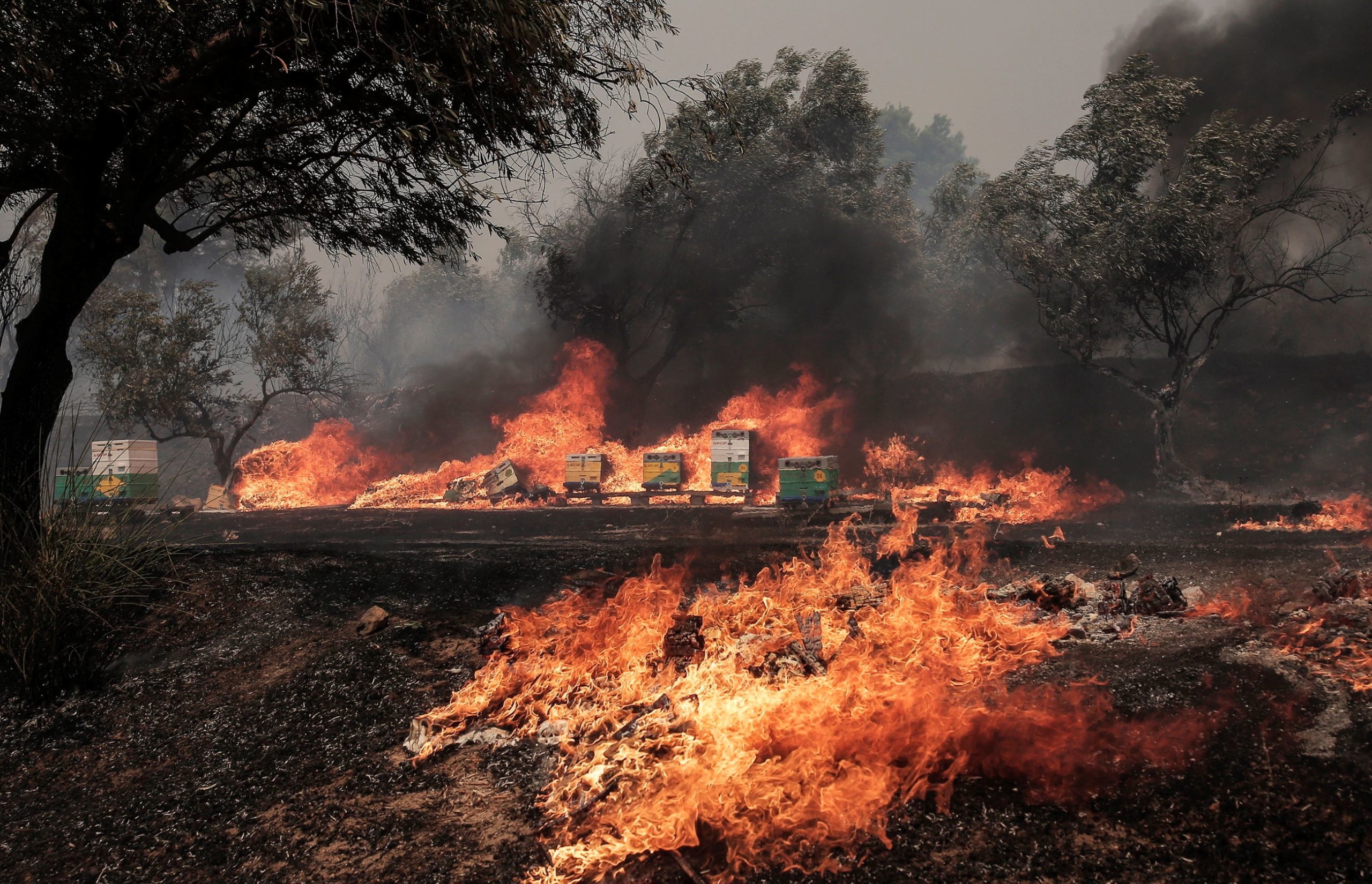 Βρέθηκαν 18 πτώματα στο σημείο της πυρκαγιάς στην Ελλάδα