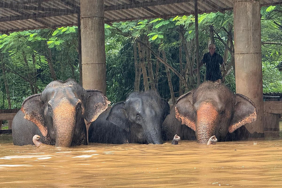 Elefántok az áradások sújtotta thaiföldi Elephant Nature Parkban.