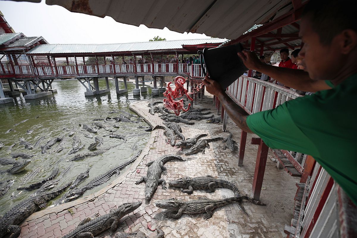 Krokodilokat etetnek egy sajtóbemutatón a Samutprakarn Krokodilfarm és Állatkertben.
