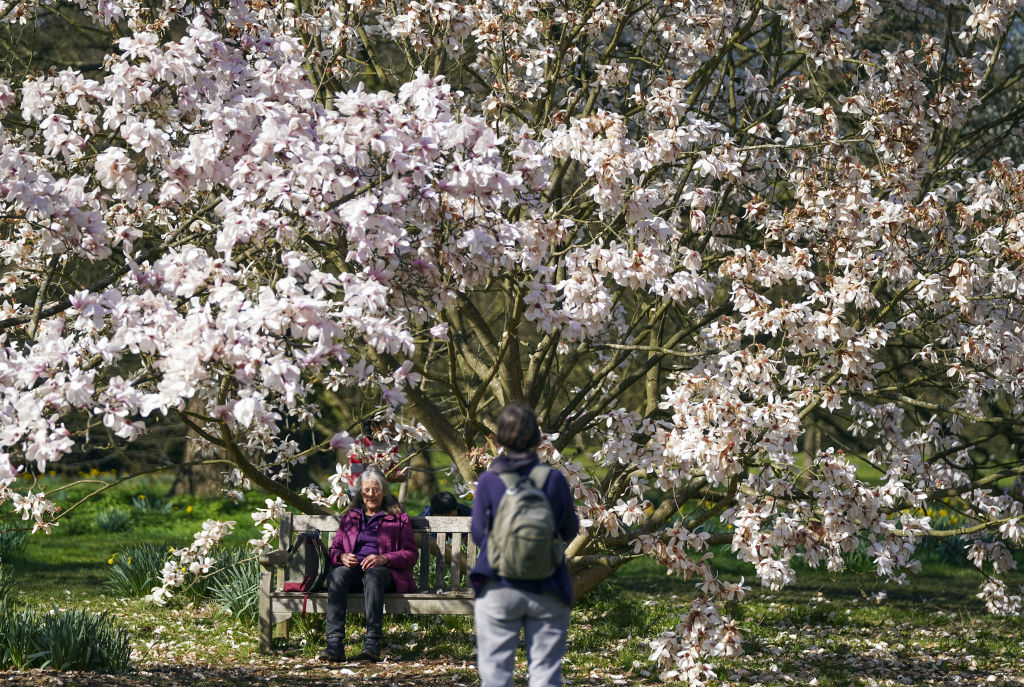 Virágzó magnólia fák Londonban a Királyi Botanikus Kertben.