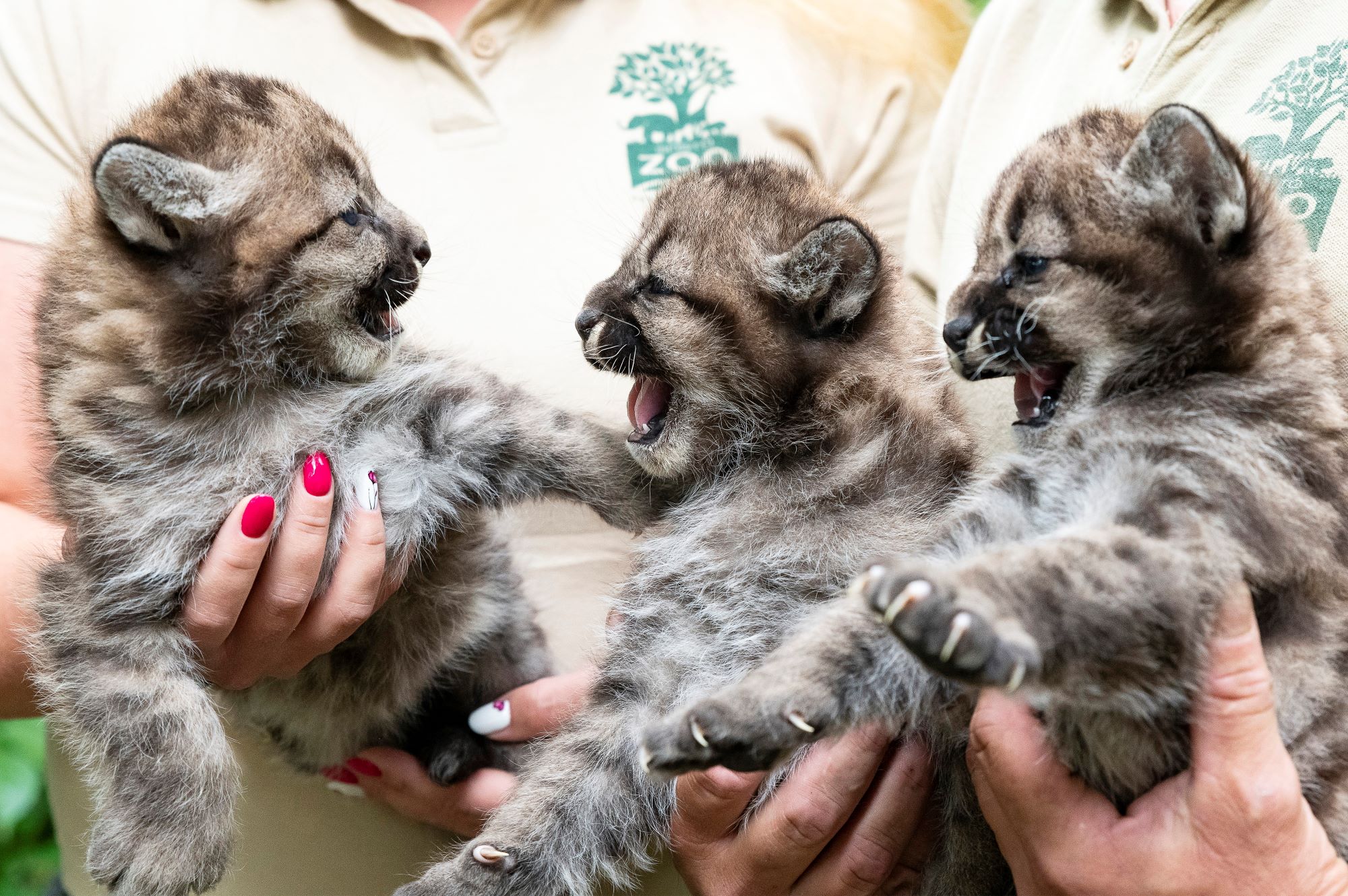 A Nyíregyházi Állatpark négyhetes puma hármas ikrei