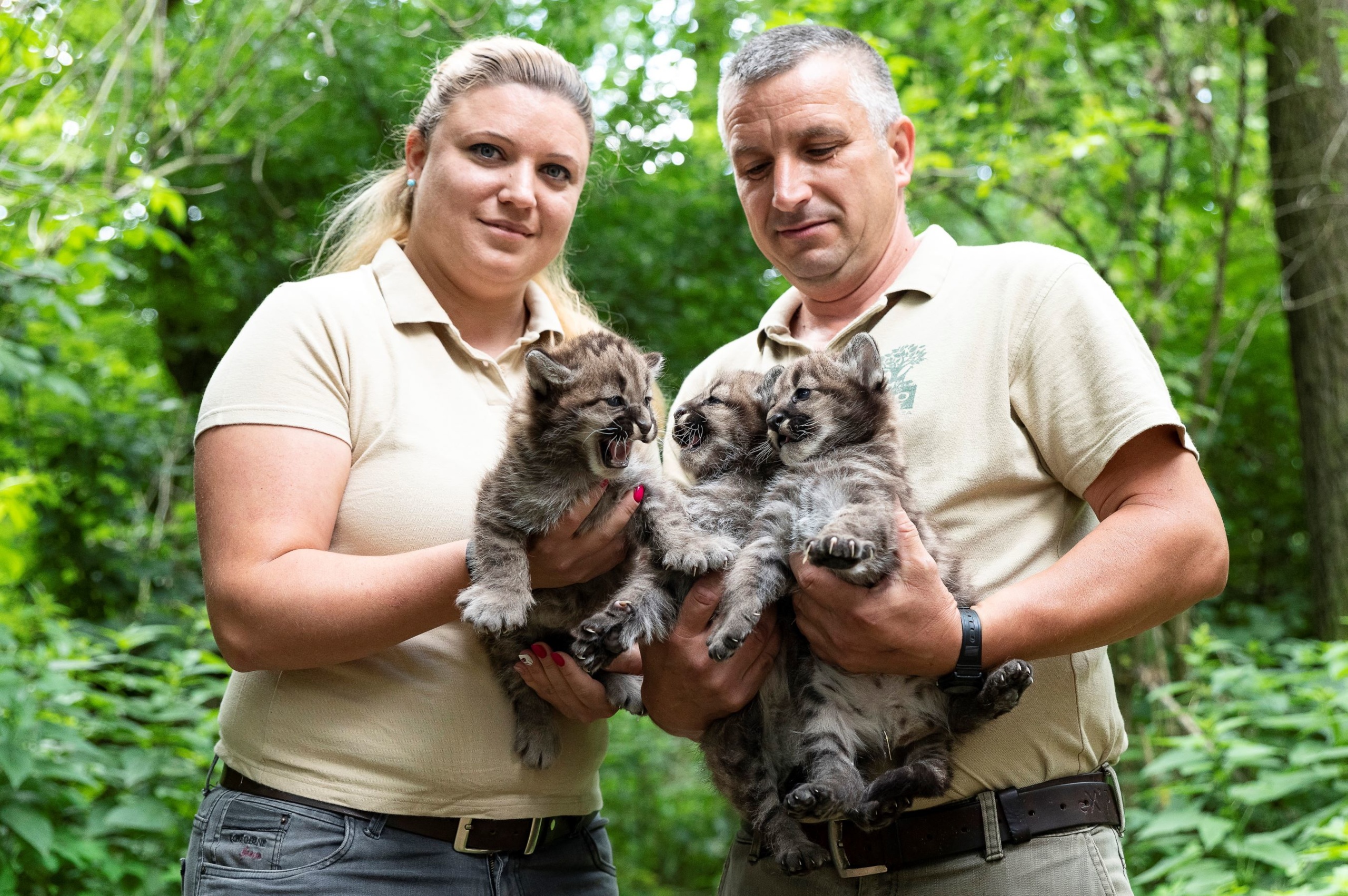 A Nyíregyházi Állatpark négyhetes puma hármas ikrei