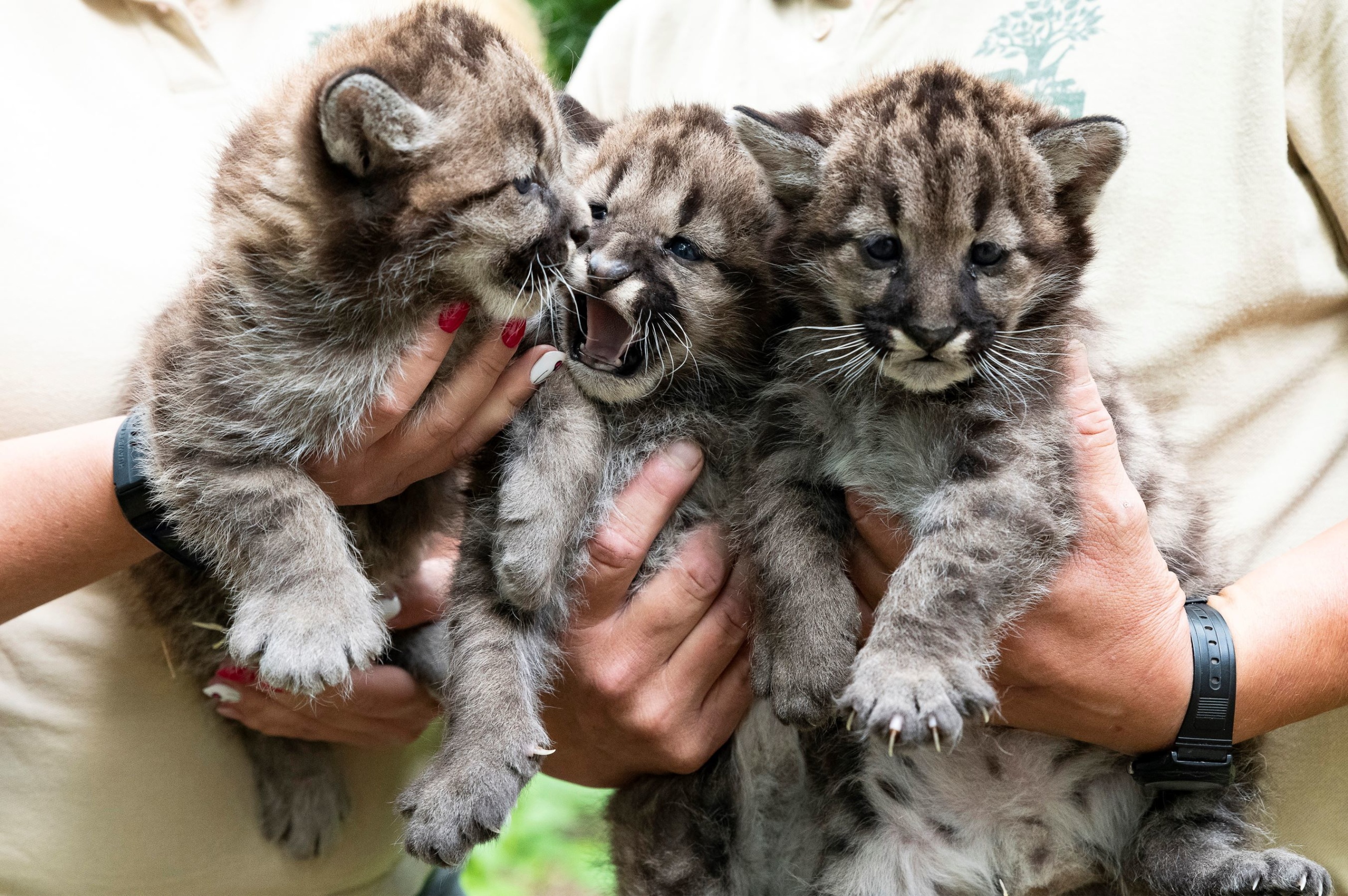 A Nyíregyházi Állatpark négyhetes puma hármas ikrei