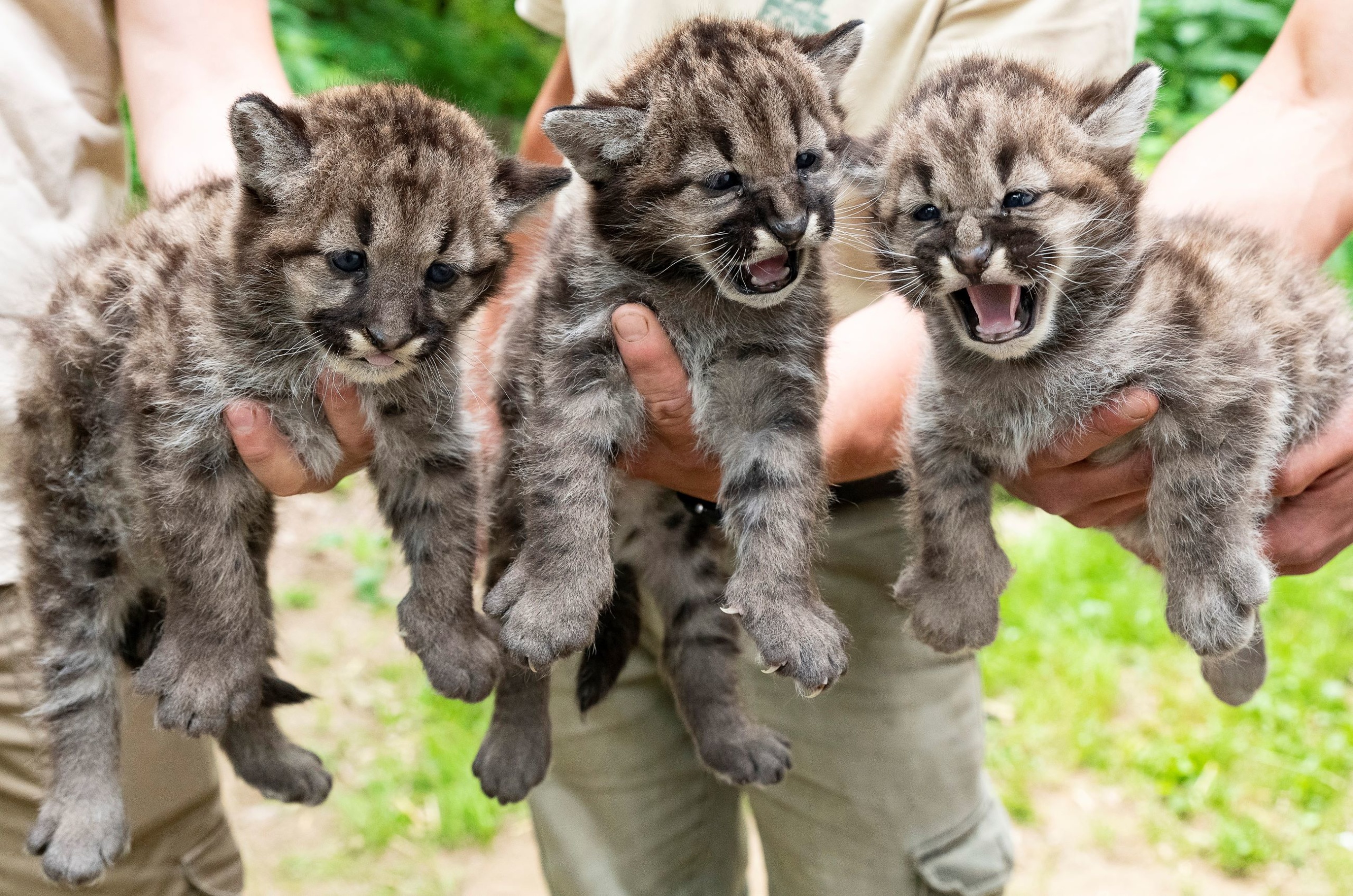 A Nyíregyházi Állatpark négyhetes puma hármas ikrei