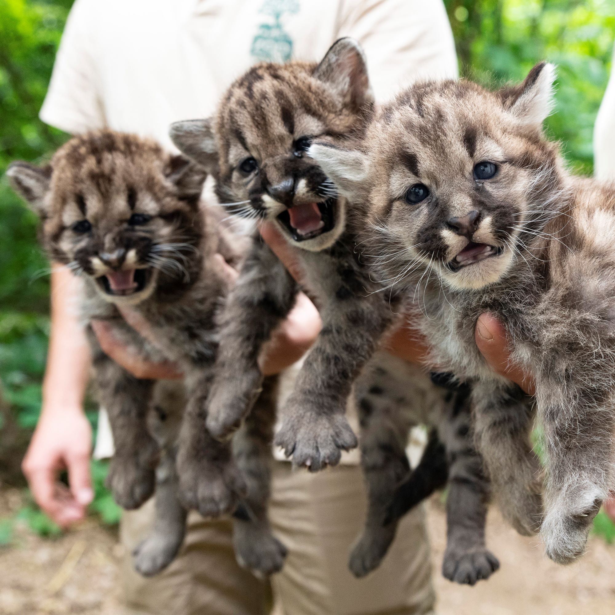 A Nyíregyházi Állatpark négyhetes puma hármas ikrei