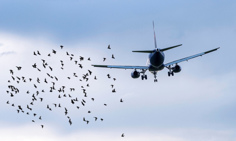 Vonuló madarak repülnek a felszálló gép mögött.