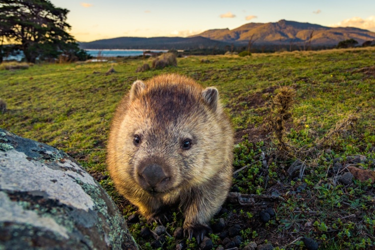 Nagyon cuki mosolygós wombat néz a kamerába