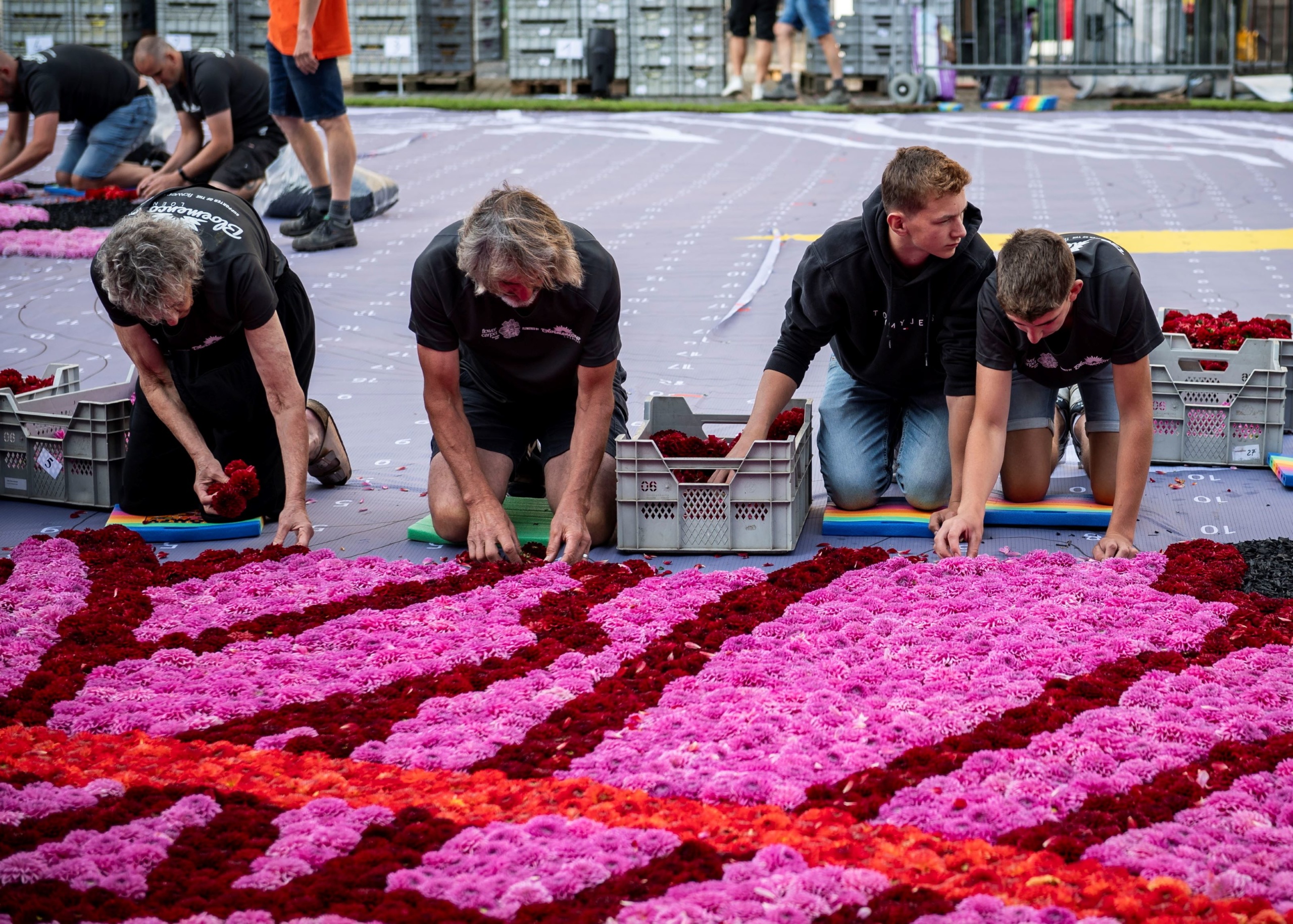 Önkéntesek óriási virágszőnyeget készítenek több mint félmillió dáliából Brüsszel főterén, a Grand Place-on.