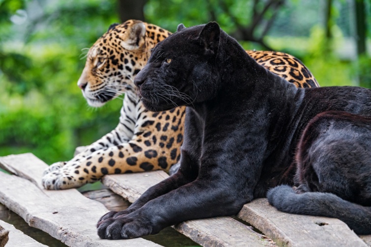 Foltos és fekete jaguár pallón