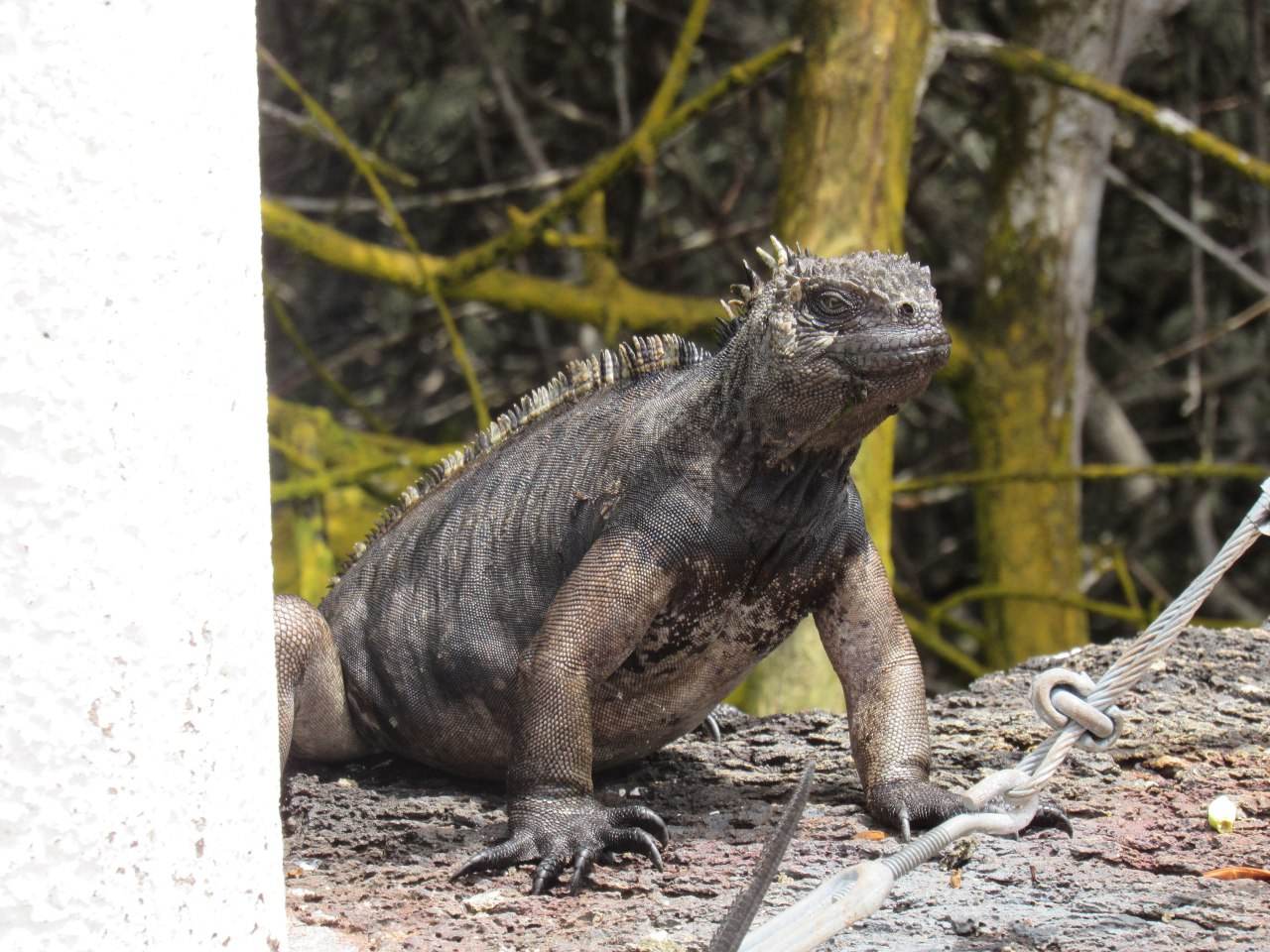 Valamilyen galapagosi hüllő