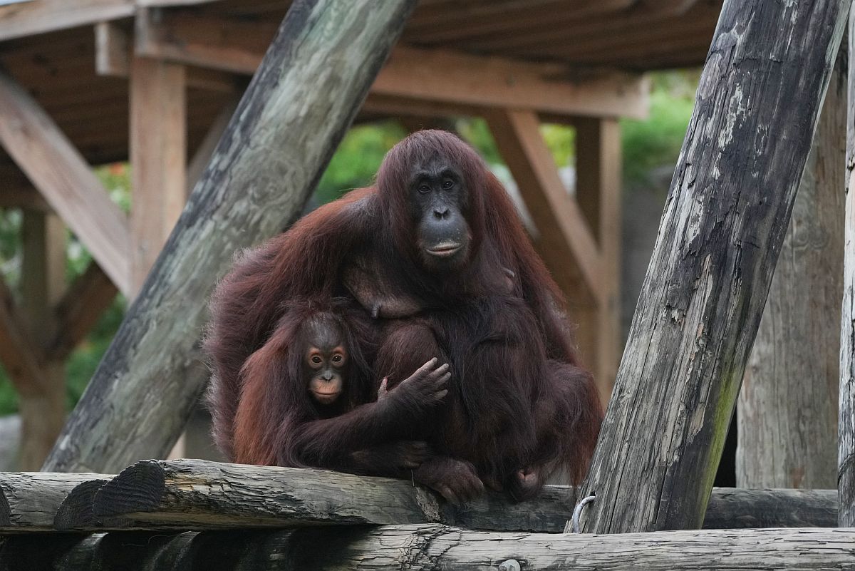 Orangután mama és bébi a tampai állatkertben.