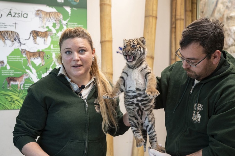 A négyhetes hím szumátrai tigriskölyök ikerpár egyikét (Panthera tigris sumatrae) bemutatják a sajtónak a Nyíregyházi Állatpark Viktória Házában 2025. január 7-én.