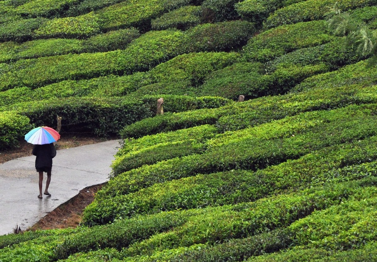 Teaültetvény a dél-indiai Munnar völgyben 2016. december 28-án. India a világ második legnagyobb tea termelője.