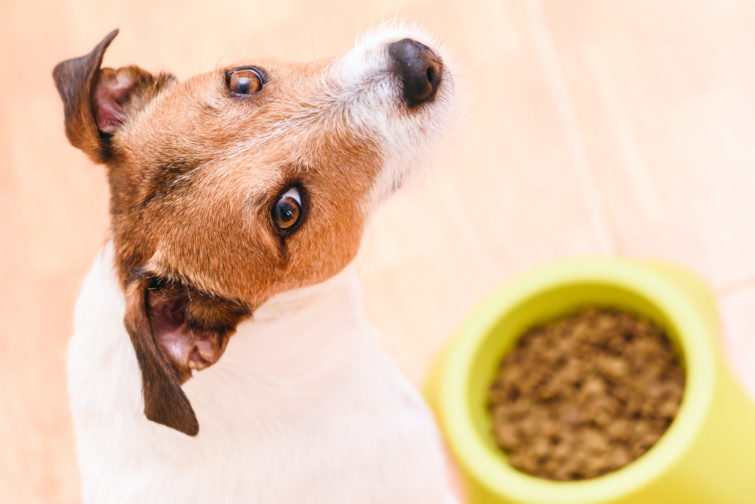 Jack Russell jellegű kutya ül sárga kutyatál előtt